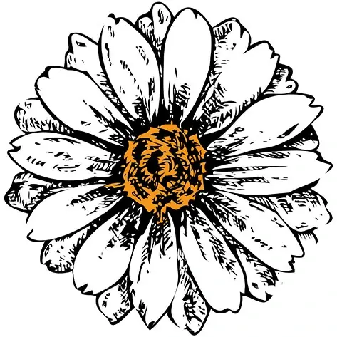 Ink illustration of a daisy